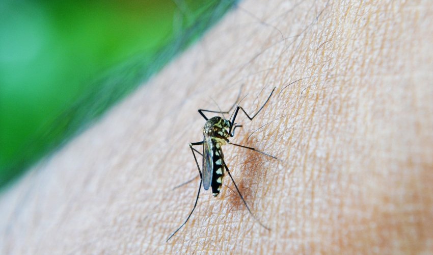 Altas temperaturas favorecem no aumento na incidência de picadas de mosquitos